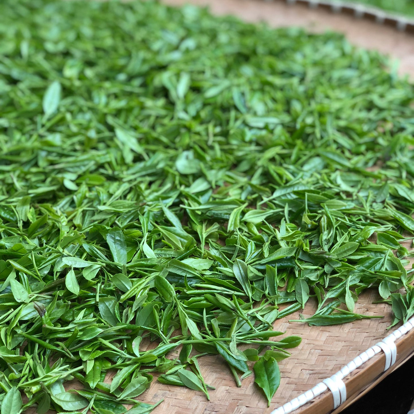 Tongcheng Xiaohua alpine green tea