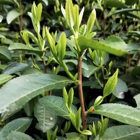 Tongcheng Xiaohua alpine green tea