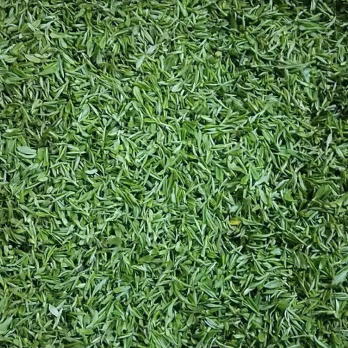 Tongcheng Xiaohua alpine green tea