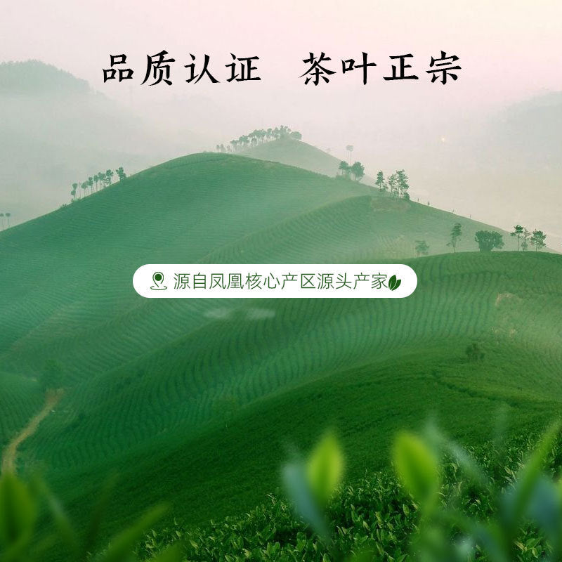 Chaozhou's new Phoenix Single Bush Oolong Tea, Yellow Twig Fragrance